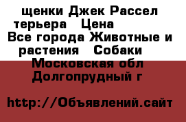щенки Джек Рассел терьера › Цена ­ 27 000 - Все города Животные и растения » Собаки   . Московская обл.,Долгопрудный г.